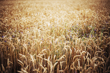 Growing wheat in the field