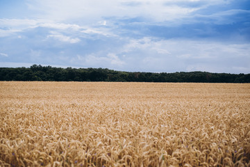 Naklejka premium Growing wheat in the field