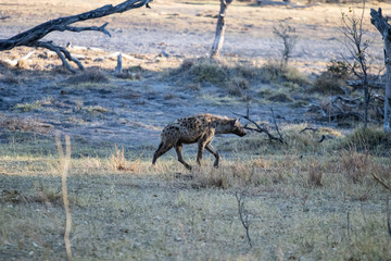 Naklejka na ściany i meble Spotted hyena walks at dawn on the African savannah in Botswana in search of an animal carcass to eat. scavengers in africa