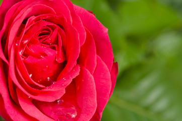 Red rose flower in dew drops