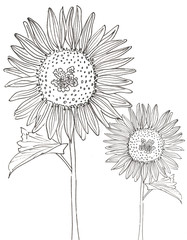 2 black and whie sunflowers on a white background