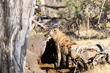 Hyena eats a hippopotamus carcass in the bush during the day. Scavenger animals that devour carcasses dead of animals, hyena spotted during the meal, nature photography in an African safari. Drought