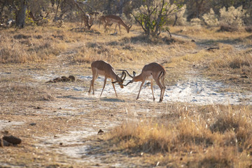 impala antelope males fight for territory and for females. Impala in Africa, the usual prey of leopards and lions fighting in the savannah. dust of fight