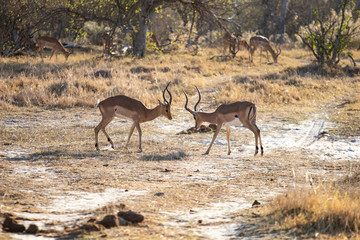 Obraz na płótnie Canvas impala antelope males fight for territory and for females. Impala in Africa, the usual prey of leopards and lions fighting in the savannah. dust of fight