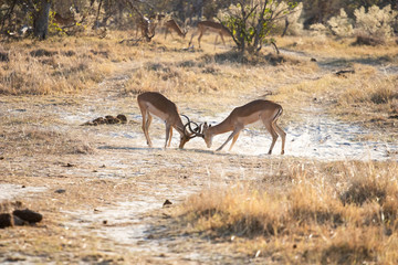 impala antelope males fight for territory and for females. Impala in Africa, the usual prey of...