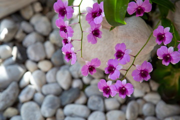 Close-up purple orchid