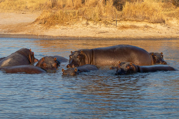 family of hippopotamuses is refreshed at the African sunset during the great drought in Botswana in...