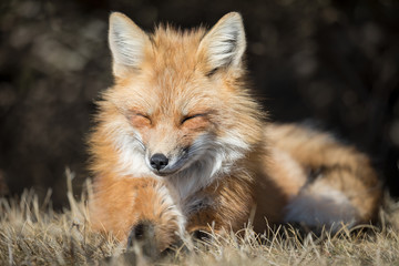 Obraz premium Sleepy Fox