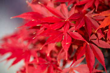 Maple red leaves full bloom during autumn as for season background.