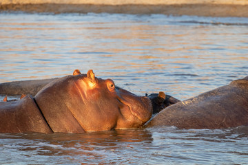 Fototapeta premium family of hippopotamuses is refreshed at the African sunset during the great drought in Botswana in August. On the banks of the okavango, a family of hippos swims in a wet puddle that resist drought