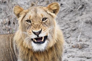 Obraz na płótnie Canvas Lion in the Sabi Sands Kruger National Park South Africa