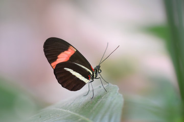 Fototapeta na wymiar Tropical butterfly, macro close-up