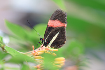 Tropical butterfly, macro close-up