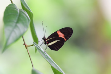 Tropical butterfly, macro close-up