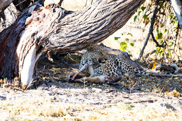 leopard eaing a gazelle impala under a trunk in africa. predatory animals of the African savannah during a safari. tourism in botswana in the moremi game reserve.