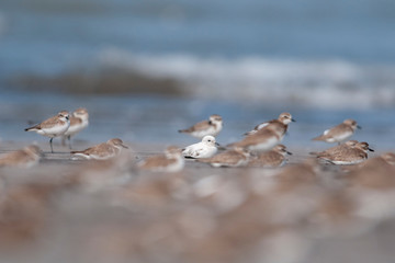 Lucistic Lesser Sand Plover Seen at Akshi Coast,Alibaug,Raigad,Maharashtra