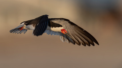Black Skimmer flying over a beach.