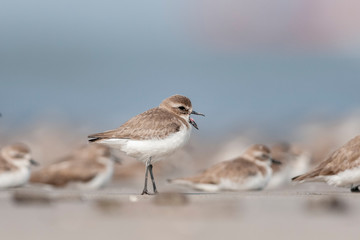 Lesser Sandplover Seen at Akshi Coast,Alibaug,Raigad,Maharashtra