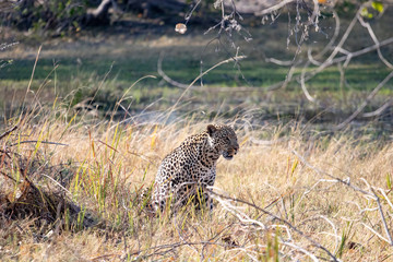 Leopard in the African savannah by day, spotted predator feline rests in the African savannah, leopard nature photography catched during game drive safari in botswana. Moremi game reserve animals