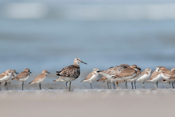 Ruff Seen at Akshi Coast,Alibaug,Raigad,Maharashtra
