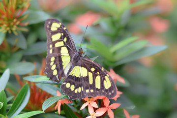 Tropical butterfly, macro close-up