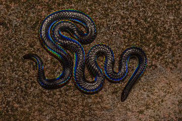 PiedIbellied Shield tail Snake seen at Amboli,Sindhudurga,Maharashtra,India