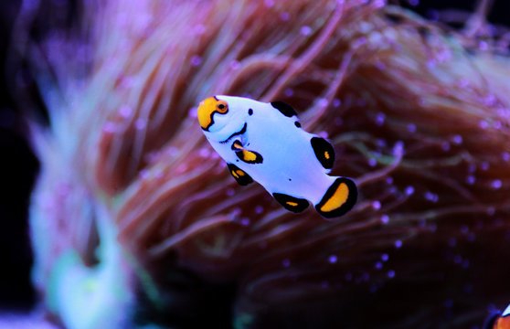 Captive-Bred Clownfish Wyoming White Clownfish - (Amphiprion ocellaris ) 