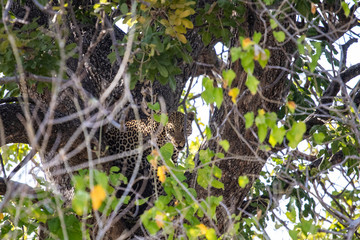 leopard hidden on a camouflaged tree, leopard snout looks at the lens between the branches of a tree. leopard hidden in the vegetation in africa. Stealthy predators hidden in the trees