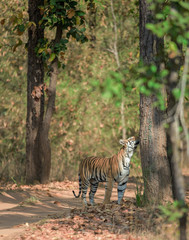 Sukhi Patiha Female Tigress sniffing tree bark at bandhavgarh Tiger Reserve,Madhya Pradesh,India