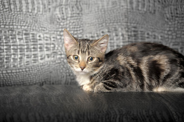 brown striped kitten on a gray background