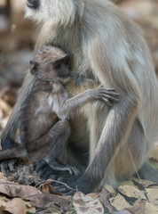 Obraz premium Indian Langur Mother and baby seen at bandhavgarh Tiger Reserve,Madhya Pradesh,India