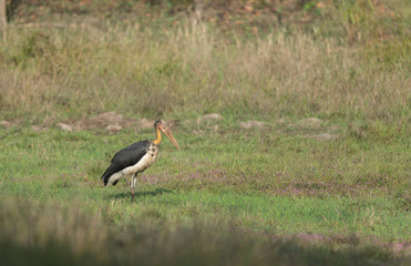 Lesser Adjutant Stork seen at bandhavgarh Tiger Reserve,Madhya Pradesh,India