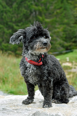 zwergpudel-terrier-mischling