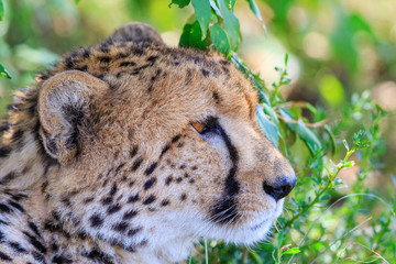 Cheetah at a side view looking at something