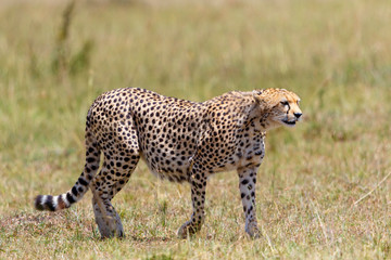 Alone Cheetah walking in the grass