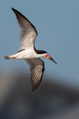 Black Skimmer in morning flight.