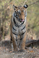 Asia,India,Bandhavgarh,Madhya Pradesh,Heart,Sanctuary,Bond,Love,Travel,Beautiful,Colorful,vivid,Sunset,Summer,Nature,Natural,Wild,Wildlife,Cute,Mountains,Hills,Evening,Morning,Young,Family,Famous,Popu