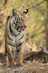 Sukhi Patiha Female Tigress at Bandhavgarh Tiger Reserve,Madhya Pradesh,India