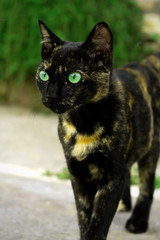 Female street cat with green eyes and dark hair