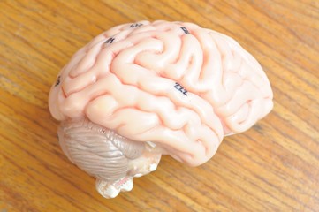 human brain anatomy model