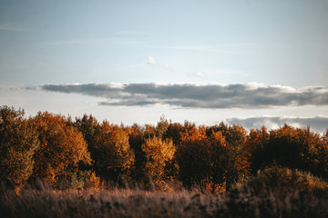 autumn trees and blue sky