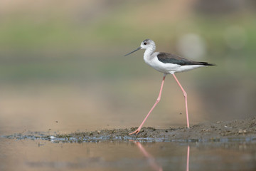 Black-winged Stilt seen at Bera,Rajasthan,India