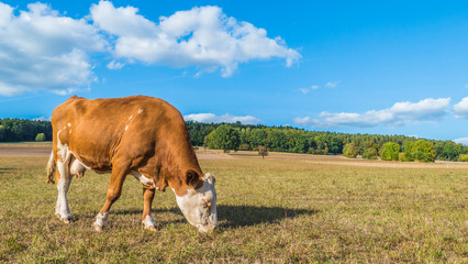  German cows in the countryside