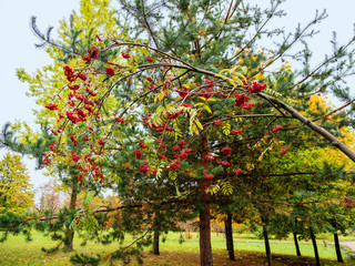 Fototapeta na wymiar Autumn, Park, trees, red Rowan.