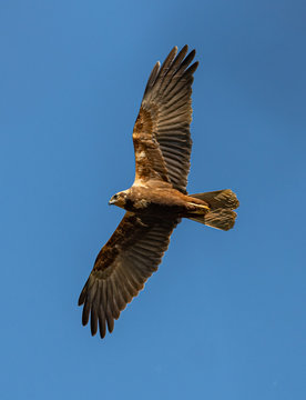 bird of prey in flight