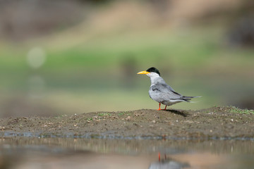 River Tern sitting near Waterbody at Bera,Rajasthan,India