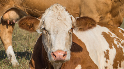  German cows in the countryside