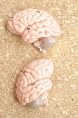 human brain anatomy model