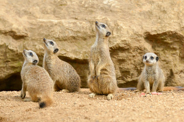 Naklejka na ściany i meble Pretty little meerkats out side their burrow.