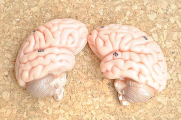 human brain anatomy model